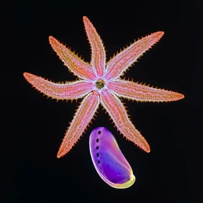 Framed Print : X-ray Print of Starfish and Abalone Framed Print : X-ray Print of Starfish and Abalone