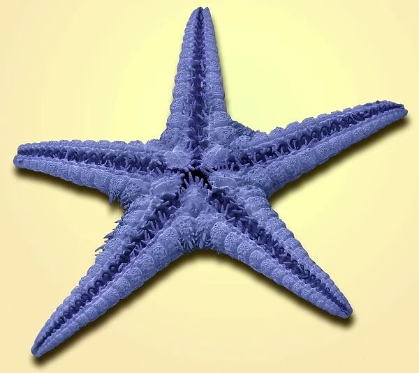 Starfish, SEM. Starfish. Scanning electron micrograph of the underside of a starfish 