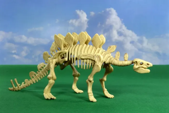 Framed Print : Stegosaurus Skeleton Print Framed Print : Stegosaurus Skeleton Print