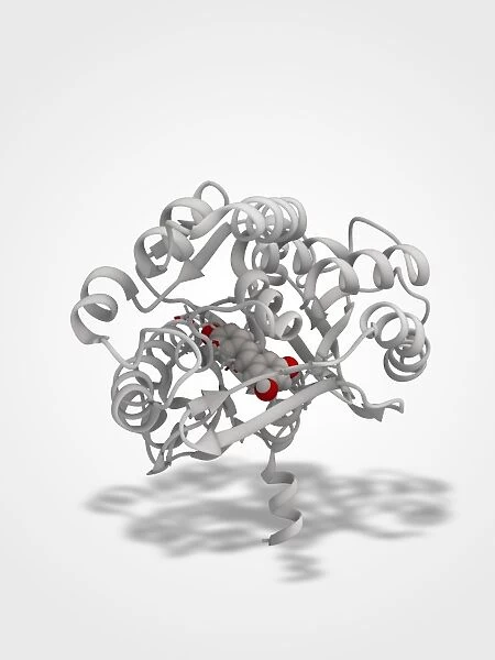 Stilbene synthase molecule C014  /  2291