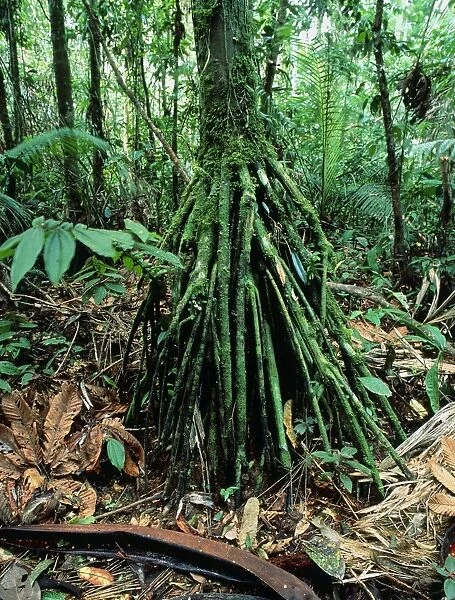 Stilt roots of the palm tree, Iriartea