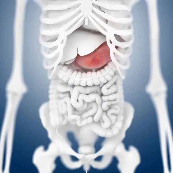 Stomach anatomy, artwork C016  /  2855