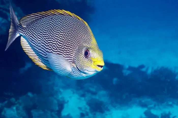 Framed Print : Streaked Spinefoot Fish Print Framed Print : Streaked Spinefoot Fish Print