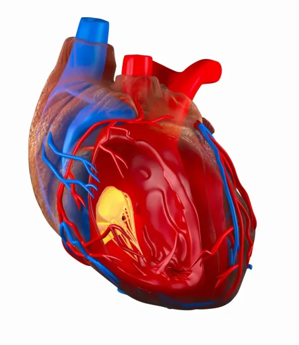 Framed Print : Structure of a human heart Print Framed Print : Structure of a human heart Print