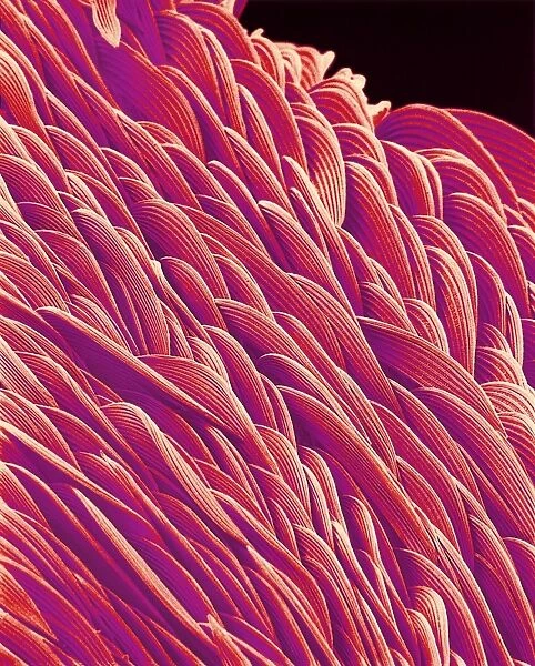 Surface of mosquito, SEM