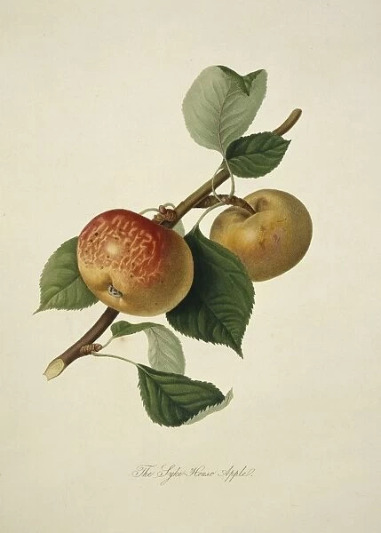 Sykehouse Apple (1818) C016  /  5468