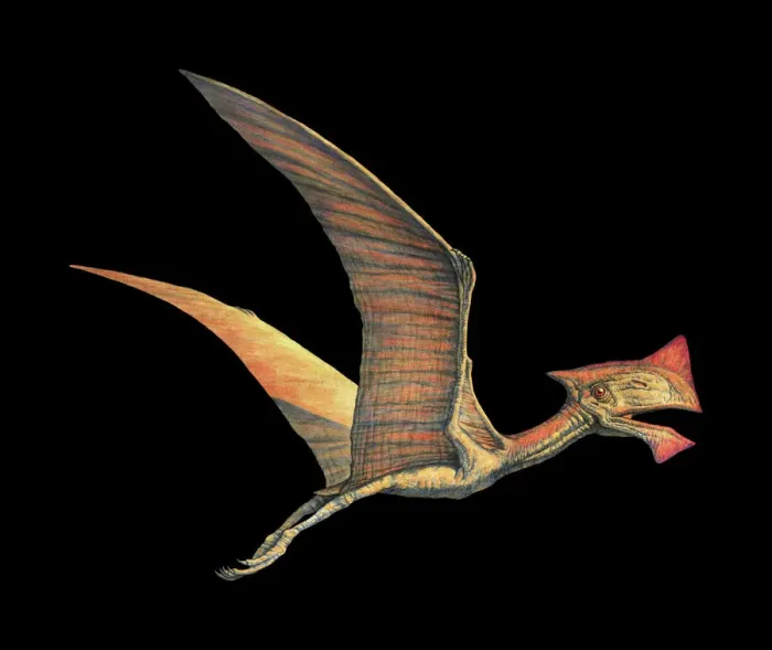 Framed Print : Tapejara Pterosaur Print Framed Print : Tapejara Pterosaur Print
