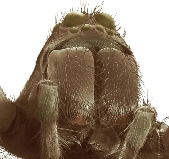 Framed Print : SEM Print of Tarantula Spider Head Framed Print : SEM Print of Tarantula Spider Head
