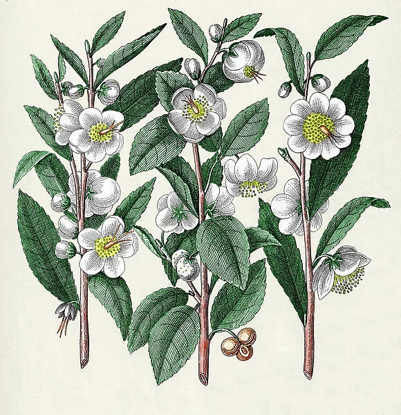Tea plant (Camellia sinensis), historical artwork