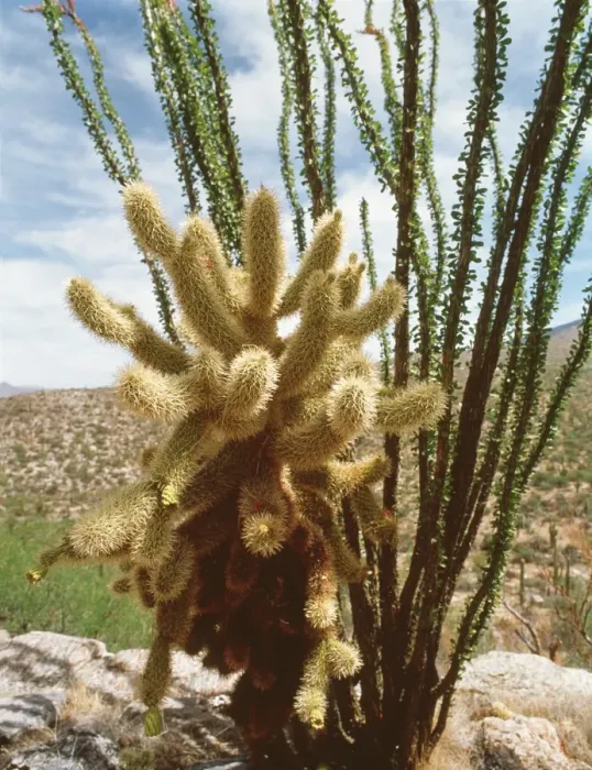 Framed Print : Teddy-bear cholla cactus and ocotillo Print Framed Print : Teddy-bear cholla cactus and ocotillo Print