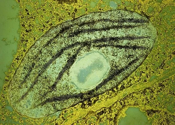 TEM of a chloroplast from a pea plant