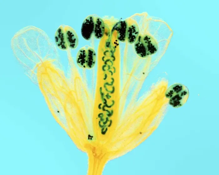 Framed Print : Fluorescence Micrograph Print of Thale Cress Flower Framed Print : Fluorescence Micrograph Print of Thale Cress Flower