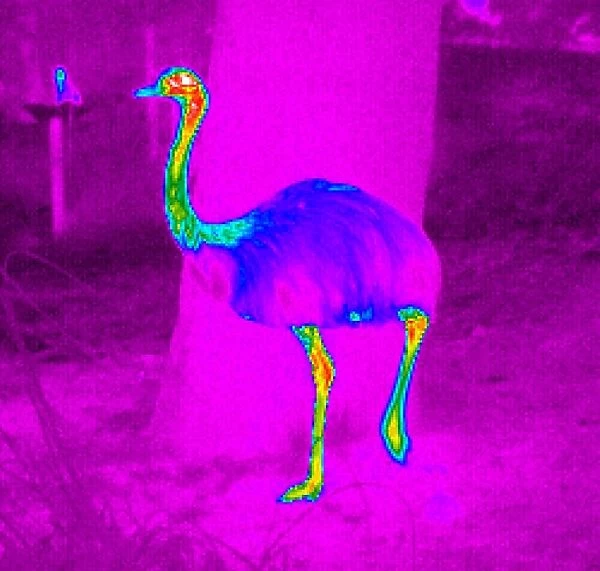 Thermogram of a rhea