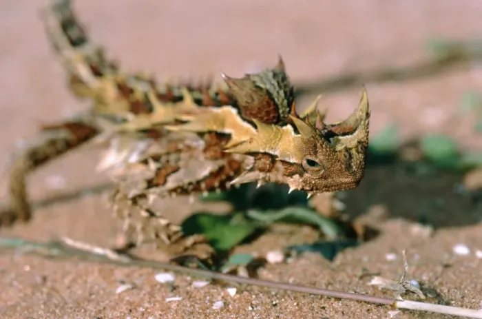 Framed Print : Thorny Devil Lizard Print on sand Framed Print : Thorny Devil Lizard Print on sand