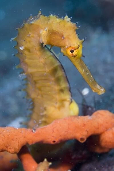 Thorny seahorse