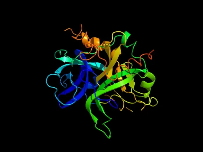 Framed Print : Thrombin Protein Secondary Structure Print Framed Print : Thrombin Protein Secondary Structure Print