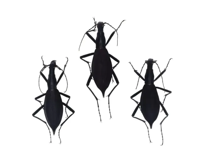 Framed Print : Tiger Beetle Print (7cm long) Framed Print : Tiger Beetle Print (7cm long)