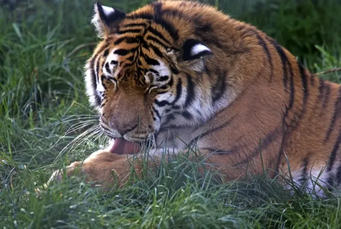 Framed Print : Tiger Grooming Print Framed Print : Tiger Grooming Print