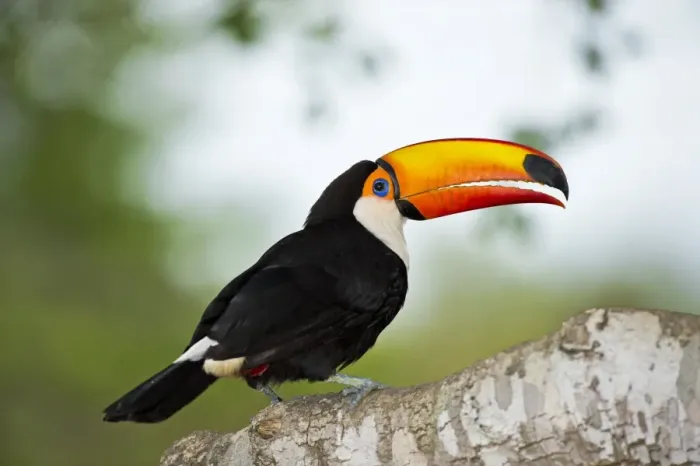 Framed Print : Toco Toucan in Tree Print Framed Print : Toco Toucan in Tree Print