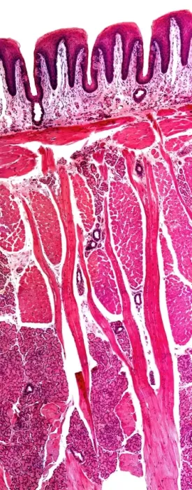 Framed Print : Light Micrograph Print of a Mammalian Tongue Section Framed Print : Light Micrograph Print of a Mammalian Tongue Section