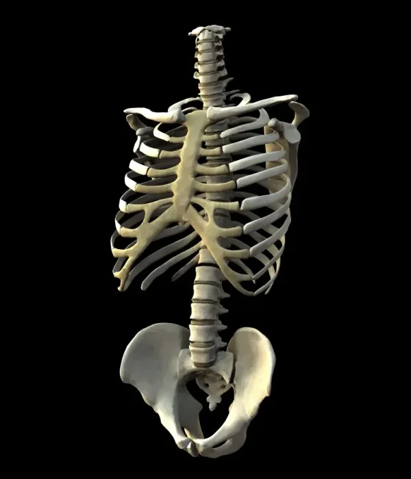 Framed Print : Human Torso Bones Print Framed Print : Human Torso Bones Print