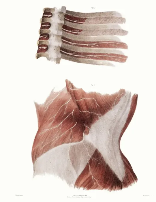 Framed Print : Human Torso Nerve Print Framed Print : Human Torso Nerve Print