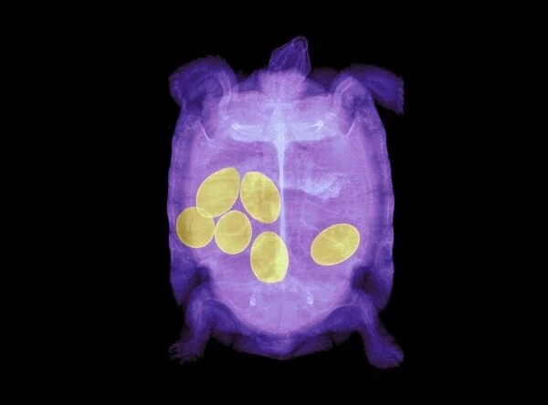 Tortoise and eggs, X-ray
