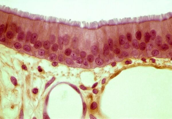 Trachea epithelium, light micrograph