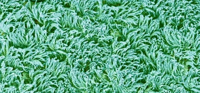 Framed Print : Trachea lining Print, SEM Framed Print : Trachea lining Print, SEM