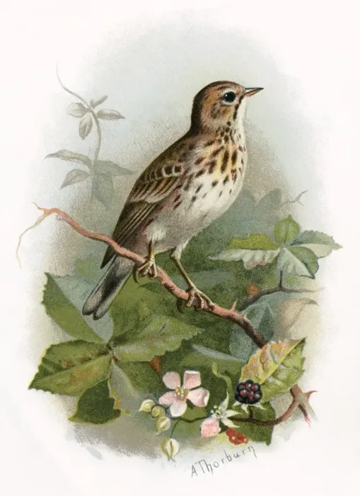 Framed Print : Tree Pipit Print Framed Print : Tree Pipit Print