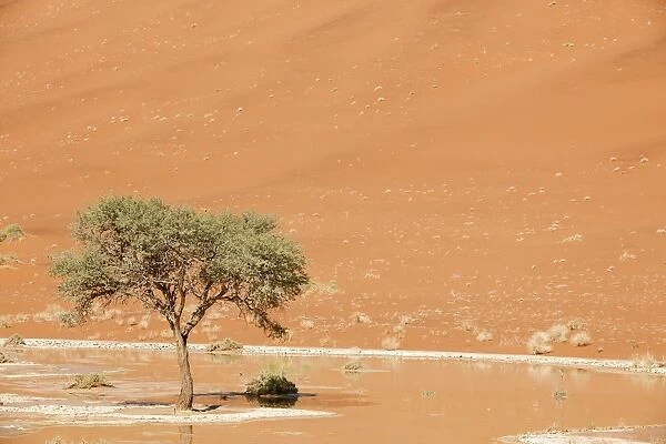 Tree and watering hole, Namibia C013  /  9782