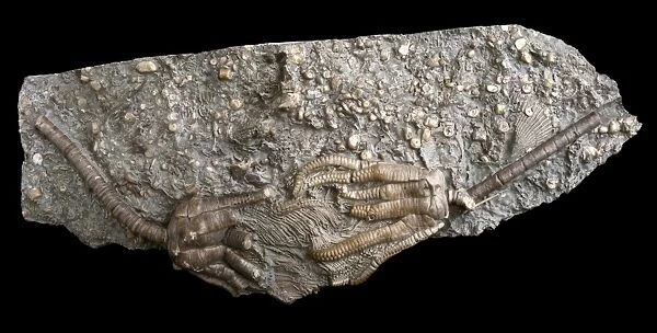 Triassic Crinoids C015  /  0751