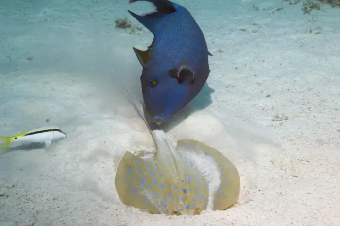 Framed Print : Blue Triggerfish Observes Ray Digging in Sandy Bottom - Print Framed Print : Blue Triggerfish Observes Ray Digging in Sandy Bottom - Print