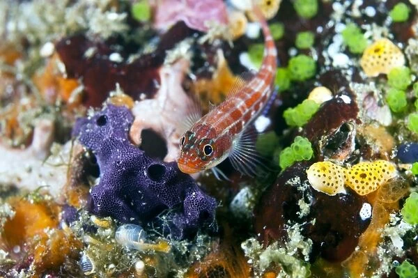 Triplefin (family Tripterygiidae) amongst ascidians and sponges on a reef