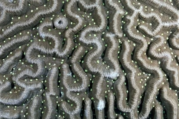 Triplefin hiding in coral