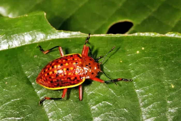 Framed Print : Tropical Beetle Print on Leaf Framed Print : Tropical Beetle Print on Leaf