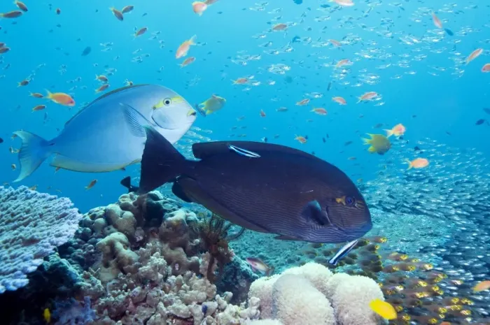 Framed Print : Tropical Reef Fish Print Framed Print : Tropical Reef Fish Print