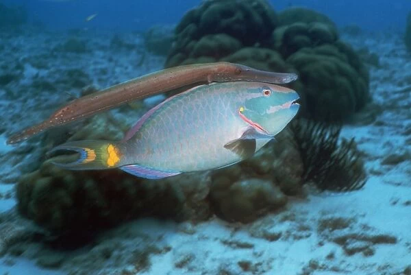 Trumpetfish with a Stoplight parrotfish