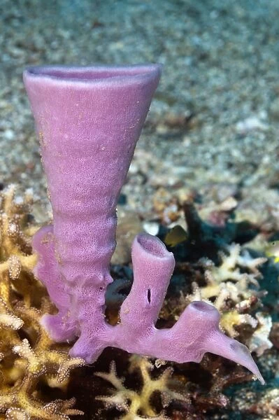 Tube sponge growing on a reef. Photographed off Komodo National Park, Komodo, Indonesia