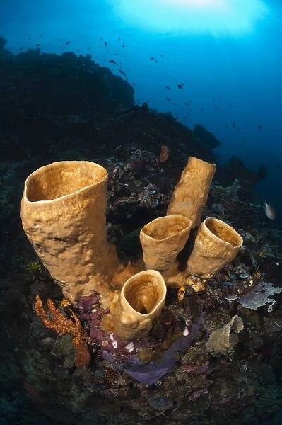Tube sponges. Large tube sponges growing on a reef wall. Photographed off Ambon, Indonesia