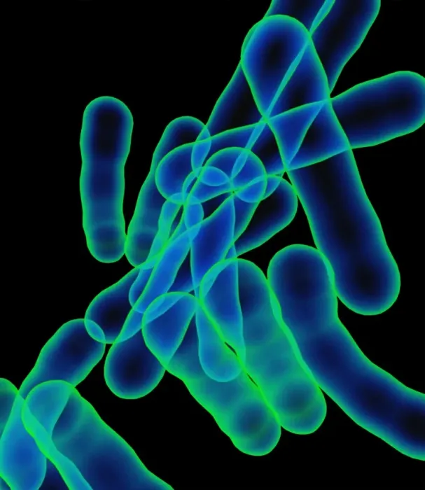 Framed Print : Tuberculosis Bacteria Print Framed Print : Tuberculosis Bacteria Print