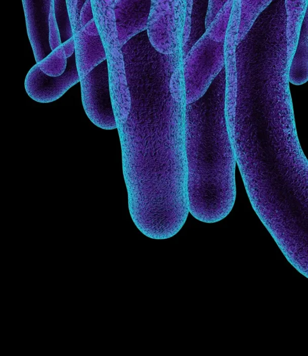 Framed Print : Tuberculosis Bacteria Print Framed Print : Tuberculosis Bacteria Print