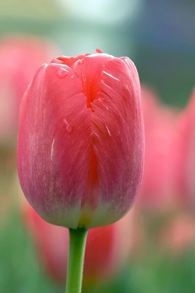 Tulip (Tulipa Judith Leyster )