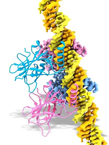 Tumour suppressor protein and DNA C017  /  3644