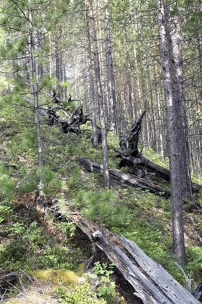 Tunguska forest