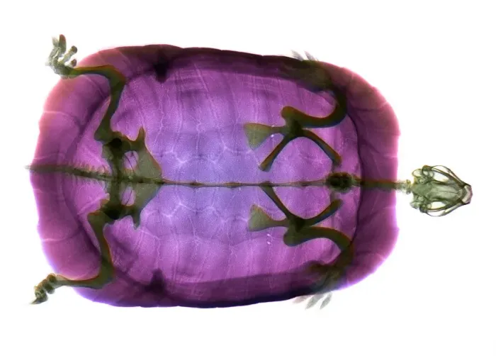Framed Print : Turtle Head Coloured X-ray Print Framed Print : Turtle Head Coloured X-ray Print