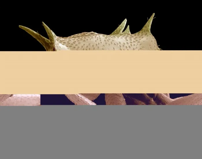 Framed Print : Turtle Ant Head Print - SEM Image Framed Print : Turtle Ant Head Print - SEM Image