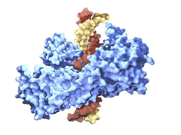 Type I topoisomerase protein bound to DNA F007  /  9911