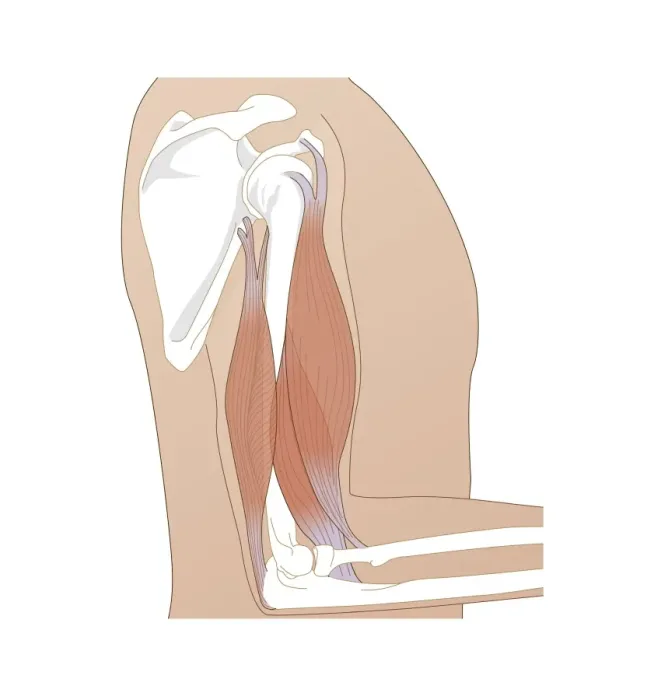 Framed Print : Upper Arm Muscles Print Framed Print : Upper Arm Muscles Print
