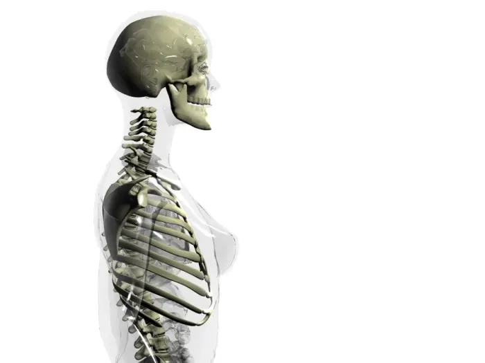 Framed Print : Upper Body Skeleton Print Framed Print : Upper Body Skeleton Print